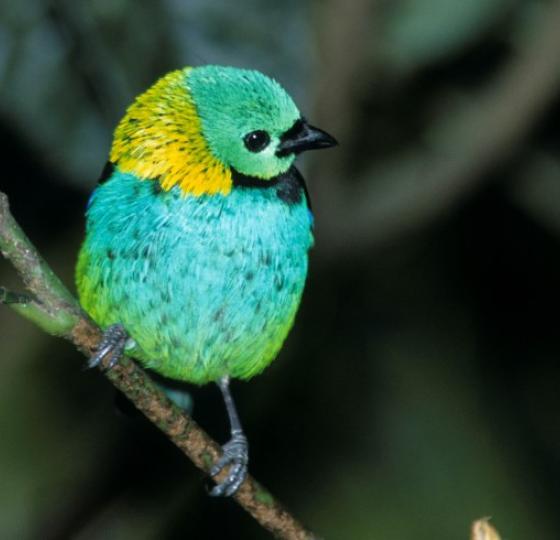 Birding Iguazu